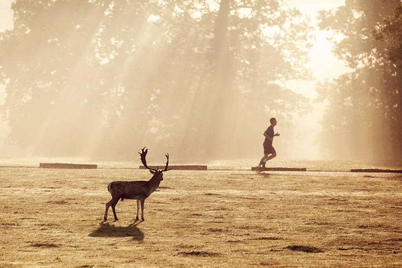 成年人,一个人,跑,横图,室外,侧面,雾,鹿,野生动物,英国,仅一个男性,黎明,树,摄影,雄鹿,慢跑,彩图