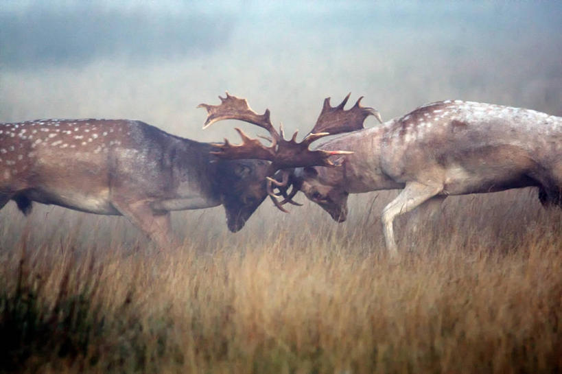 无人,横图,室外,白天,雾,鹿,野生动物,英国,冲突,首都,草,动物,两只,摄影,雄鹿,发情,鹿角,敌对,彩图