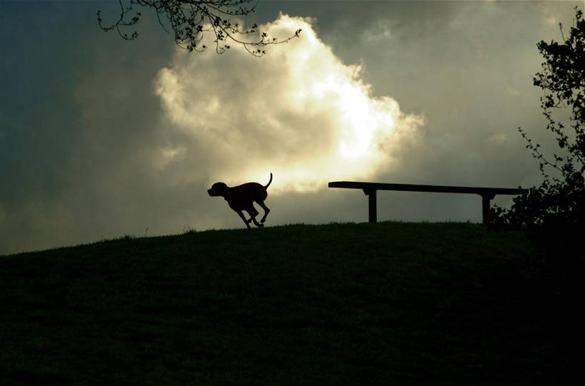 无人,跑,横图,室外,宠物,狗,椅子,美国,长椅,乌云,云,天气,树,天空,动物,家畜,摄影,加利福尼亚,剪影,伯克利,彩图