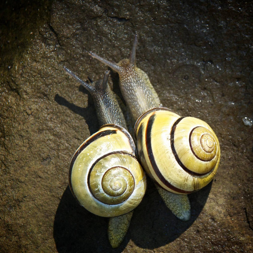 无人,方图,室外,特写,白天,野生动物,贝壳,德国,蜗牛,动物,两只,摄影,螺线,腹足动物,彩图