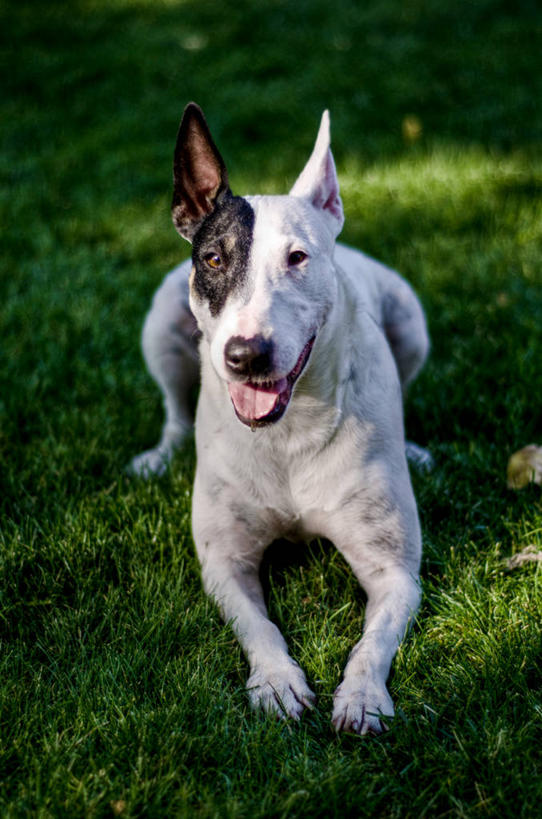 无人,竖图,室外,特写,白天,宠物,狗,美国,梗犬,草,家畜,摄影,肖像,华盛顿州,彩图