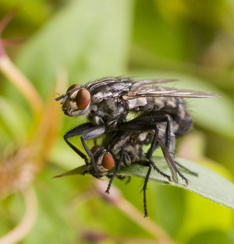 无人,竖图,室外,特写,白天,野生动物,叶子,英国,昆虫,首都,动物,两只,摄影,交配,米德尔塞克斯,彩图,动物行为