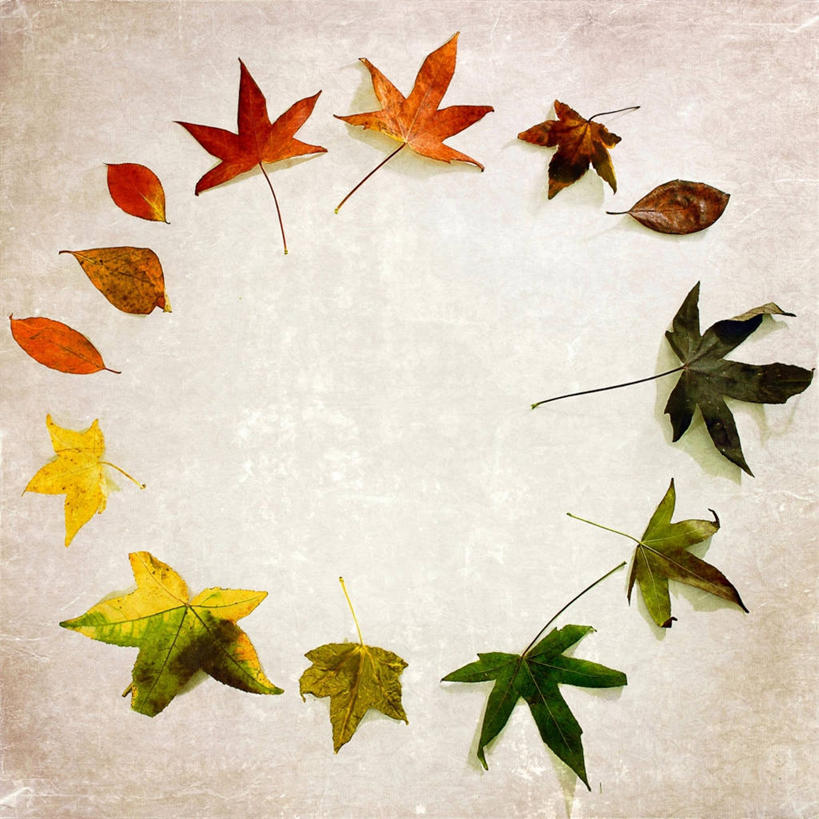 无人,方图,室内,枫树,叶子,英国,圆形,摄影,多样,创造力,改变,彩图