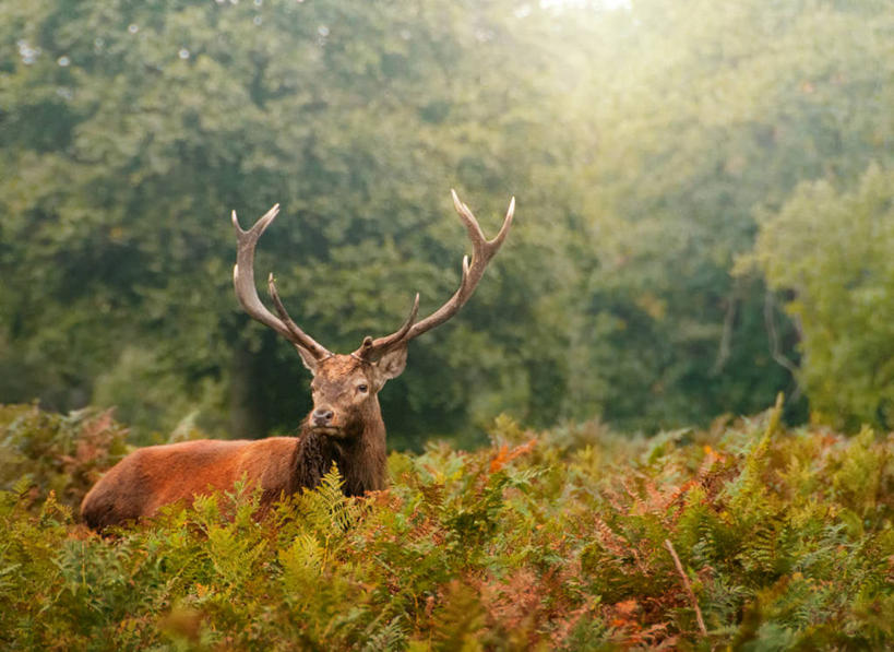 无人,横图,室外,白天,鹿,野生动物,英国,首都,树,自然,动物,摄影,鹿角,彩图