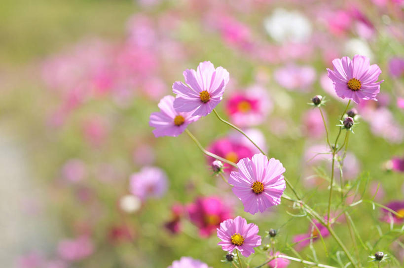 无人,横图,室外,白天,奈良县,日本,亚洲,盛开,花蕾,花,花瓣,花朵,鲜花,自然,花苞,花蕊,摄影,大波斯菊,生长,脆弱,清新,东亚,本州,本州岛,日本国,近畿地方,奈良,近畿,彩图