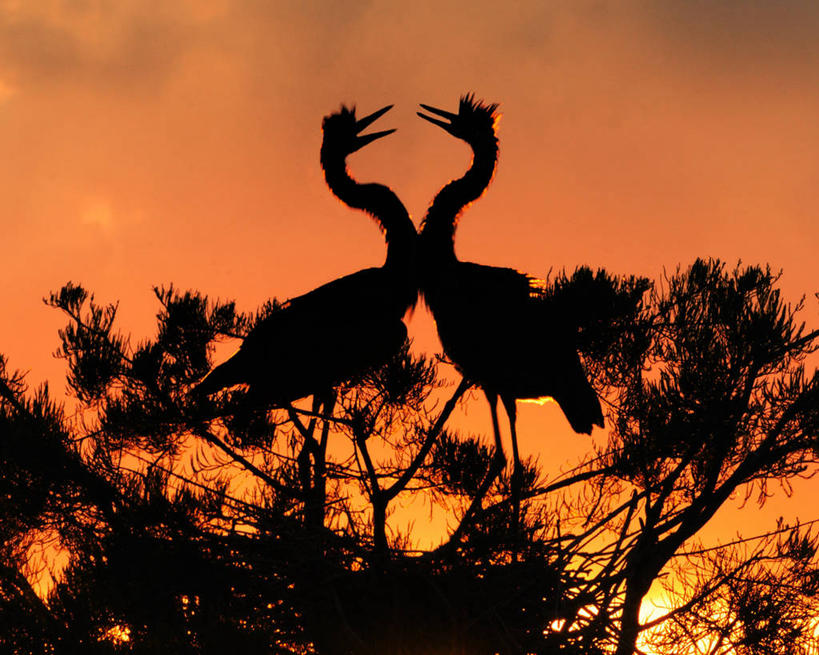 无人,横图,室外,野生动物,美国,苍鹭,鸟类,黎明,树,天空,自然,动物,两只,橙色,摄影,北美,北美洲,美洲,剪影,大蓝苍鹭,佛罗里达,佛罗里达州,佛州,阳光州,北亚美利加洲,亚美利加洲,彩图,美利坚合众国