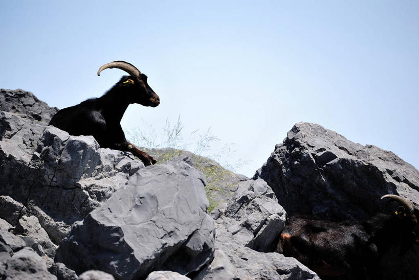 无人,坐,横图,室外,白天,西班牙,天空,休息,家畜,摄影,牲畜,坎塔布利亚,岩石,山羊,彩图