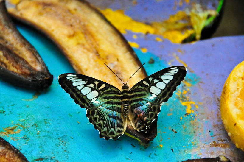 点心,面包,无人,横图,室内,特写,野生动物,蝴蝶,香蕉,水果,切开,食品,面点,吐司,饮食,食物,糕点,动物,切,摄影,法式面包,剖面,吐司面包,切面,彩图,多士,听型面包