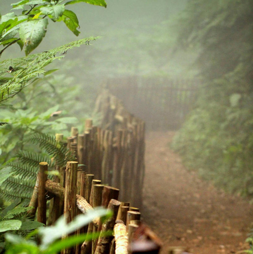 无人,竖图,室外,白天,森林,雨,雾,叶子,印度尼西亚,木制,篱笆,小路,天气,树,自然,摄影,生长,热带气候,彩图,雨林,万隆