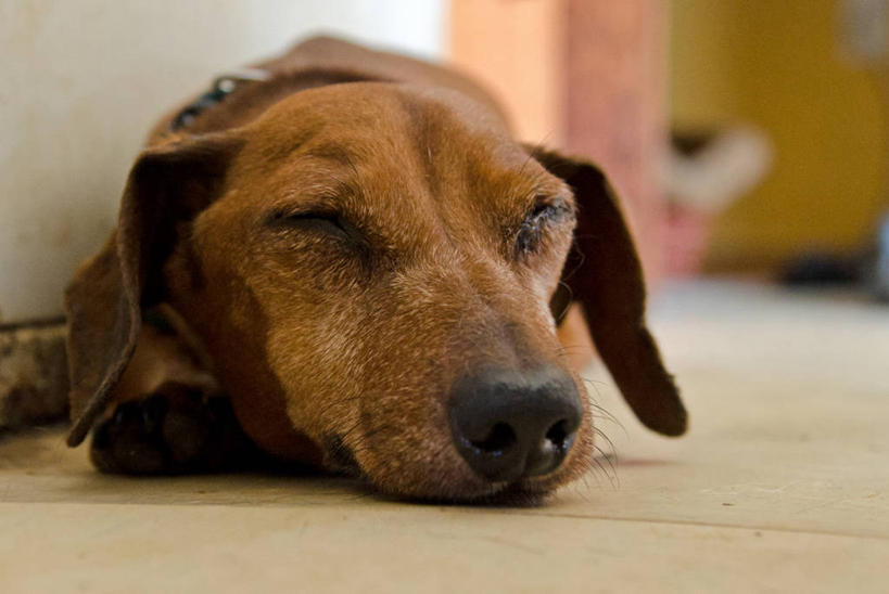 无人,横图,室内,特写,地板,宠物,狗,加拿大,休息,家畜,放松,摄影,德国猎犬,闭着眼睛,睡觉,彩图