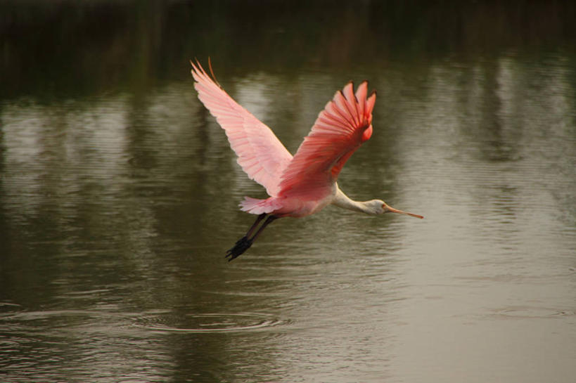 无人,横图,室外,白天,海洋,鸟,野生动物,墨西哥,鸟类,半空,飞,动物,摄影,拉丁美洲,琵鹭,科利马,粉红琵鹭,玫瑰琵鹭,曼萨尼约,彩图