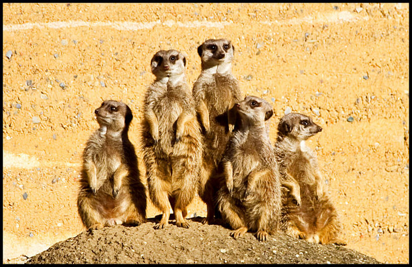 无人,站,横图,室外,白天,野生动物,瑞士,摄影,五只,海岛猫鼬,岩石,彩图