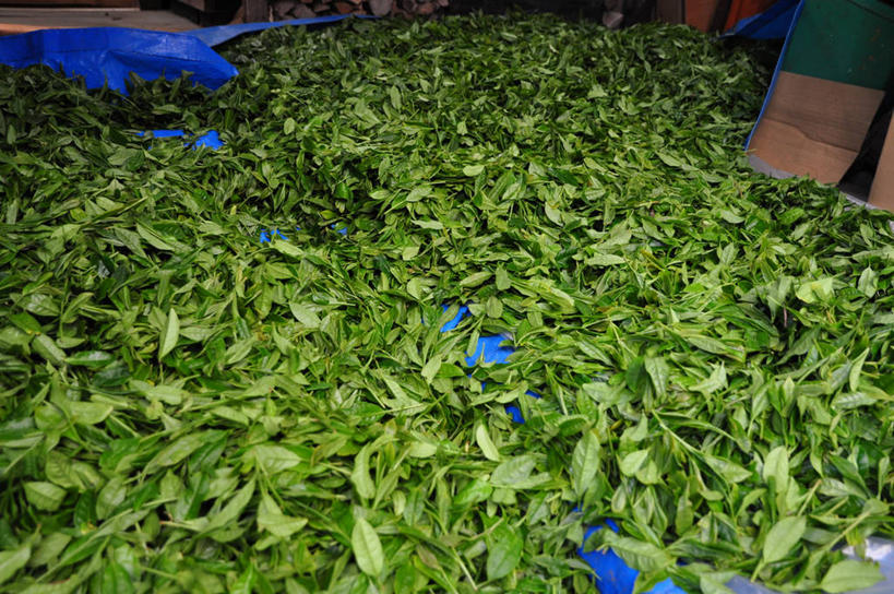 无人,横图,室外,特写,白天,长野县,日本,许多,丰富,茶叶,很多,饮食,绿色,摄影,清新,烘干,彩图