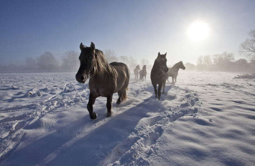 无人,横图,室外,白天,太阳,雪,日光,英国,天空,动物,家畜,寒冷,摄影,五只,小马,步行,彩图