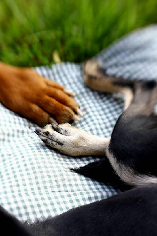 无人,公园,竖图,室外,特写,白天,友谊,宠物,狗,意大利,草,动物,两只,家畜,摄影,部分,棉被,彩图