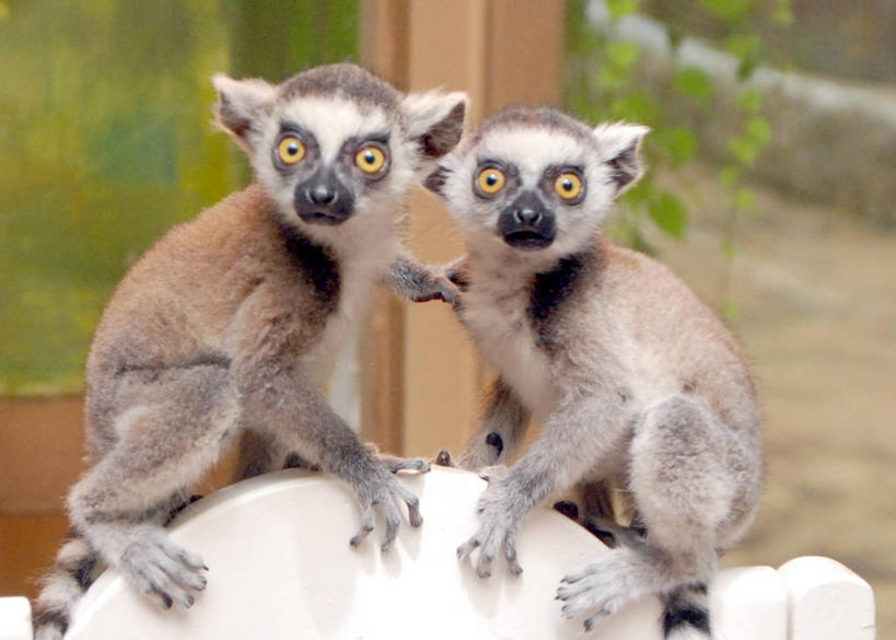 无人,坐,横图,室外,特写,白天,野生动物,韩国,大门,动物,两只,摄影,狐猴,环尾狐猴,朝鲜半岛,彩图