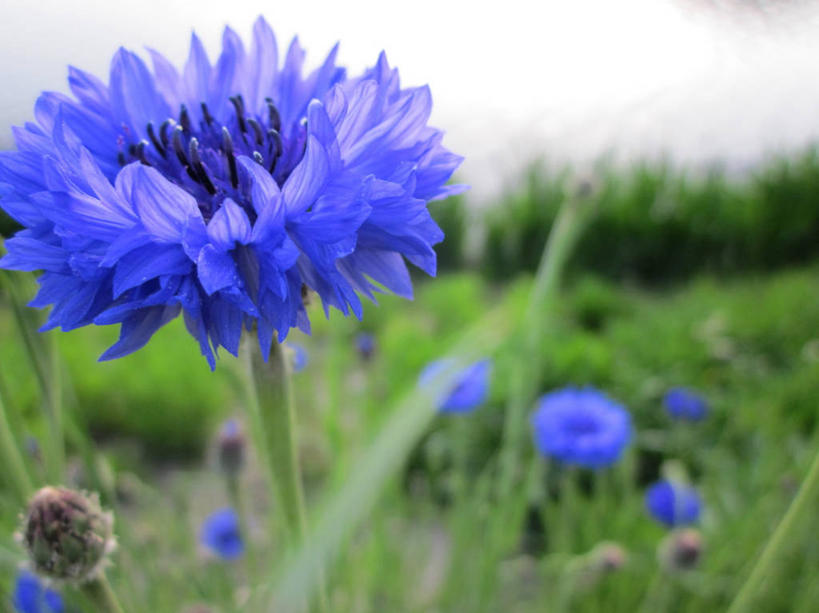 无人,横图,室外,特写,白天,韩国,盛开,花,蓝色,自然,摄影,生长,脆弱,清新,全罗南道,彩图