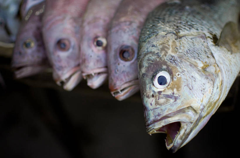 无人,横图,室外,特写,夜晚,重复,越南,市场,鱼类,饮食,零售,摄影,清新,富国岛,海产,彩图,鱼市