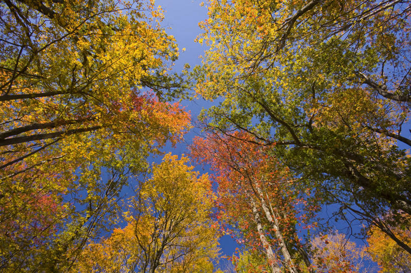 无人,横图,室外,白天,仰视,美景,植物,叶子,美国,景观,枝,树,树木,绿色,天空,自然,景色,摄影,生长,成长,自然风光,纽约州,彩图,低角度拍摄