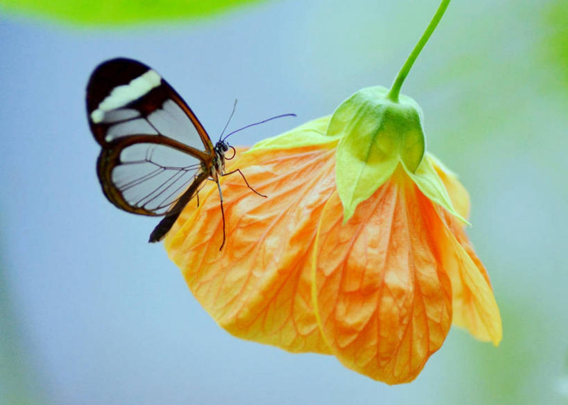 无人,博物馆,横图,室外,特写,白天,野生动物,蝴蝶,英国,盛开,首都,花蕾,花,花瓣,花朵,鲜花,一朵,花苞,花蕊,橙色,摄影,生长,脆弱,清新,英国自然历史博物馆,彩图