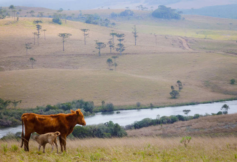 无人,横图,室外,白天,美景,山,水,巴西,地形,景观,草,树,自然,动物,两只,家畜,景色,摄影,自然风光,小牛,母牛,喂养,彩图,家牛