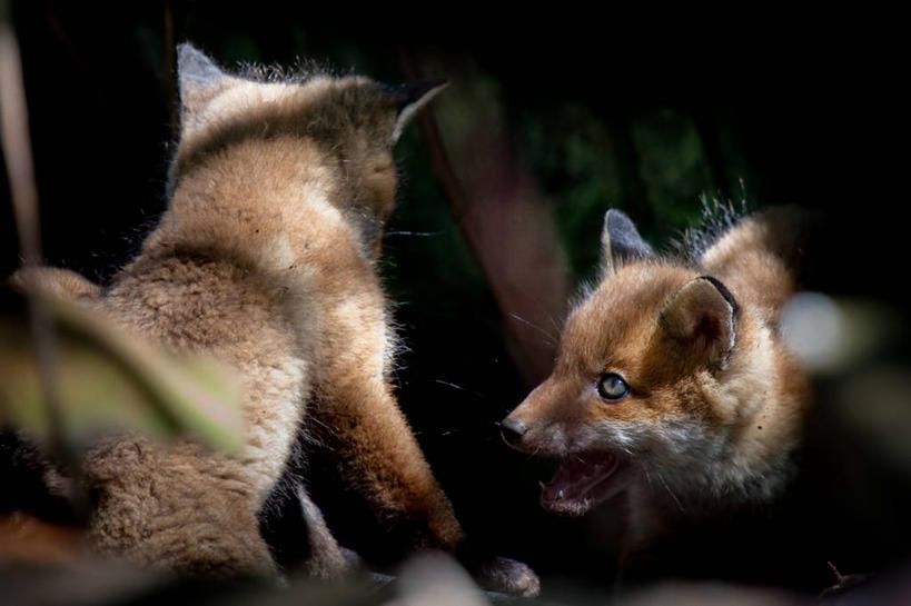 无人,横图,室外,白天,狐狸,野生动物,英国,动物,张嘴,两只,摄影,打斗,进攻,狡猾,张大嘴巴,狡诈,张开嘴,彩图,动物行为