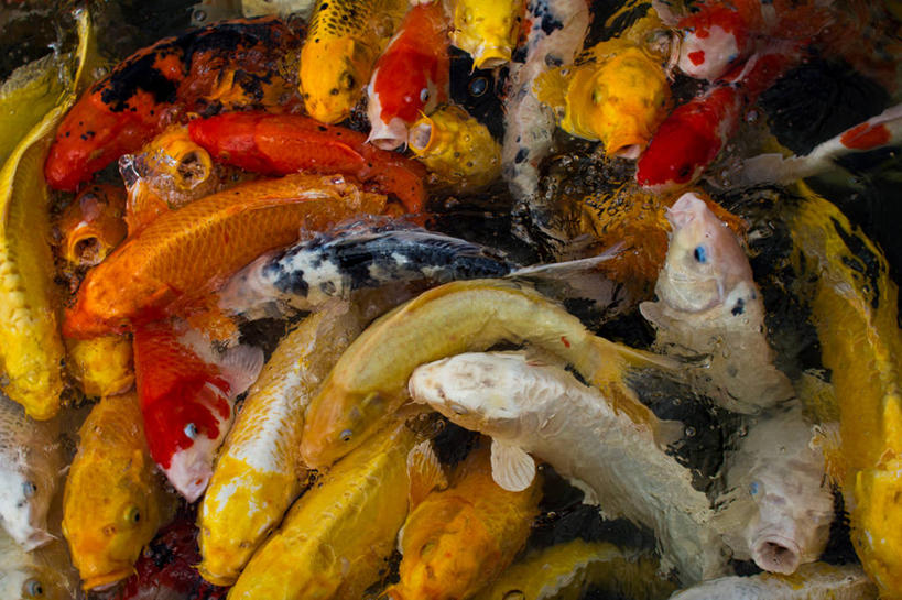 游泳,无人,吃,横图,室外,特写,白天,水,锦鲤,济州岛,韩国,一群,许多,丰富,很多,鱼类,摄影,彩图