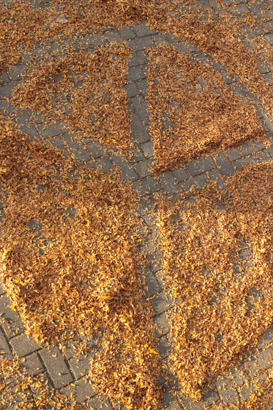 无人,竖图,室外,白天,通讯,叶子,日光,美国,符号,砖,人行道,摄影,脆弱,和平,想法,彩图,埃文斯维尔