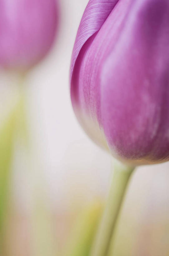 无人,竖图,特写,郁金香,意大利,蒸汽,花,两个,紫色,摄影,脆弱,清新,米兰,彩图