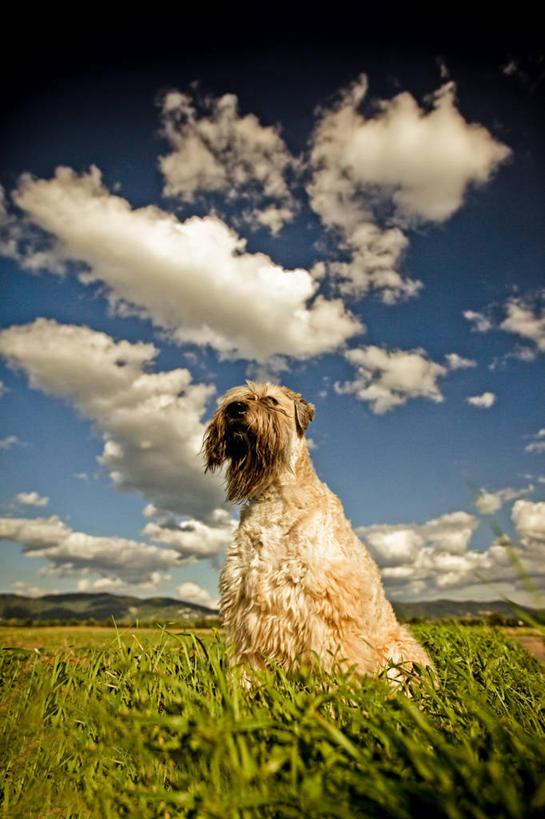 无人,坐,竖图,室外,特写,白天,宠物,狗,德国,云,梗犬,草,家畜,摄影,彩图
