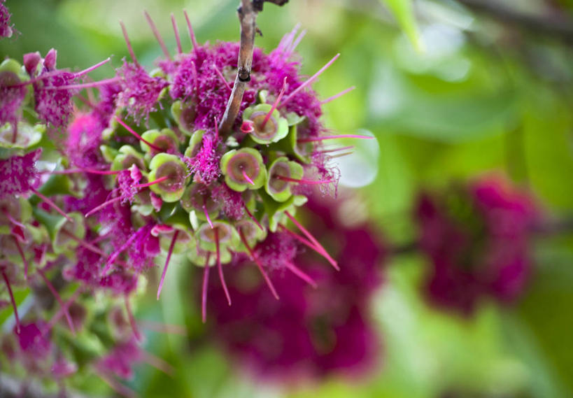 无人,横图,室外,特写,白天,美景,委内瑞拉,景观,首都,花,花朵,自然,景色,南美,摄影,生长,南美洲,脆弱,拉丁美洲,清新,自然风光,美洲,苹果花,亚美利加洲,南亚美利加洲,加拉加斯,委内瑞拉玻利瓦尔共和国,彩图