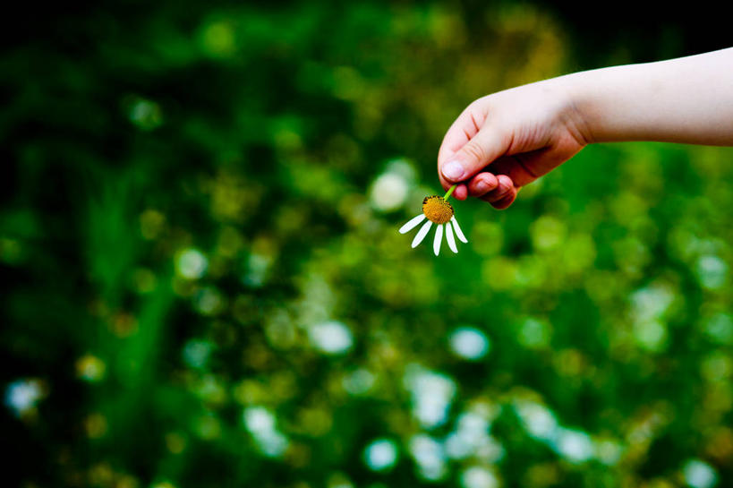 手,一个人,横图,室外,白天,德国,拿着,花,花瓣,摄影,部分,脆弱,彩图