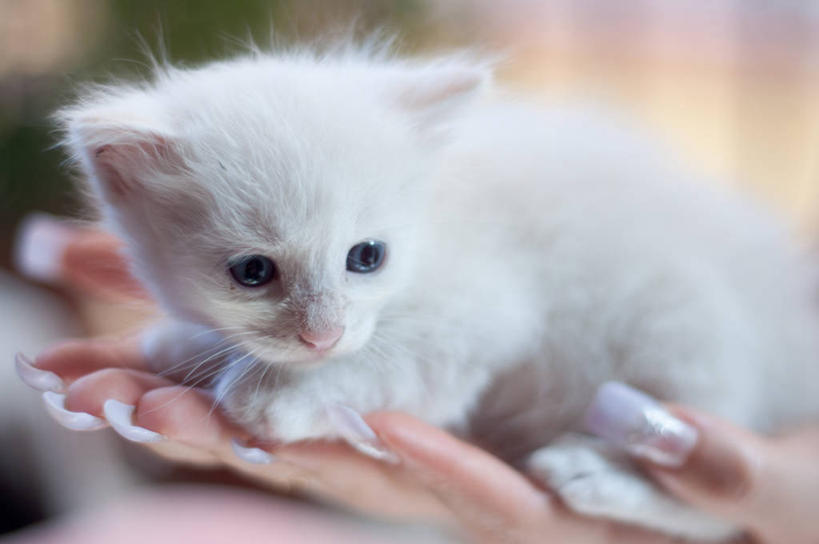 手,一个人,横图,室外,白天,宠物,猫,意大利,小猫,拿着,注视,白色,动物,观察,看,家畜,摄影,观看,部分,察看,关注,卡利亚里,彩图