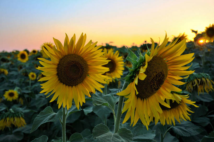 无人,横图,室外,美景,向日葵,法国,景观,花,天空,自然,黄昏,景色,摄影,脆弱,清新,自然风光,阿尔勒,彩图