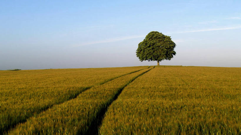 无人,横图,室外,法国,田地,云,天空,自然,黄昏,摄影,生长,宁静,彩图,独处