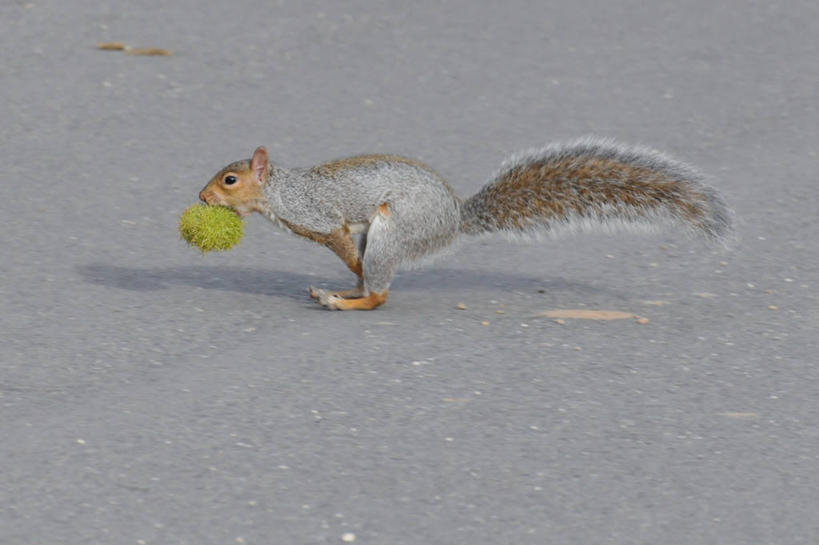 无人,跑,横图,室外,白天,野生动物,英国,松鼠,摄影,叼着,彩图