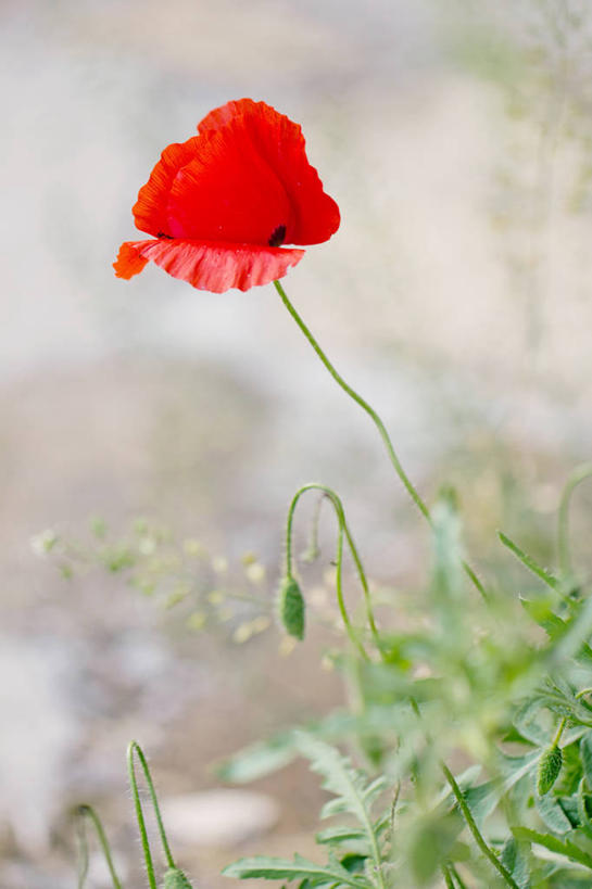 无人,竖图,室外,白天,叶子,意大利,盛开,野花,花蕾,花,花瓣,花朵,鲜花,一朵,红色,自然,花苞,花蕊,摄影,脆弱,清新,彩图