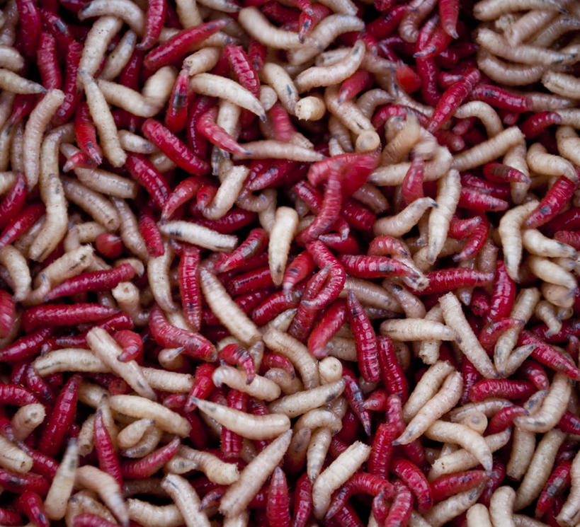 无人,横图,特写,爱尔兰,一群,许多,丰富,首都,很多,粉色,红色,摄影,多样,蠕虫,彩图,全画面,全框架,全帧,蛆,全画幅