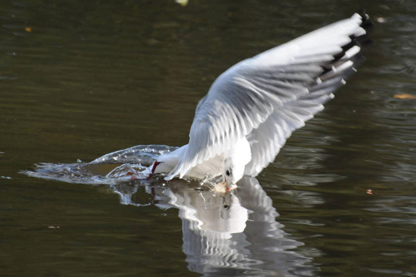 面包,无人,横图,室外,白天,湖,海鸥,野生动物,英国,漂浮,反射,鸟类,白色,动物,摄影,彩图