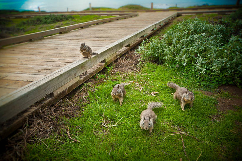 无人,横图,室外,白天,野生动物,美国,四只,云,草,天空,松鼠,摄影,加利福尼亚,坎布里亚,彩图,晕影