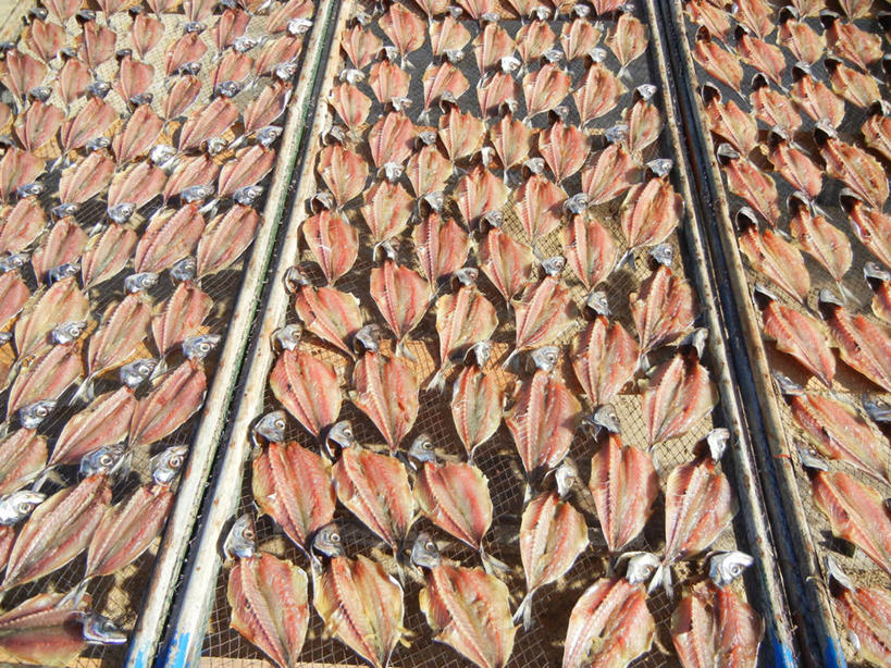 无人,横图,室外,白天,背景,渔业,日光,葡萄牙,巴西,一排,许多,丰富,整齐,鱼干,很多,鱼类,饮食,排列,南美,摄影,南美洲,拉丁美洲,队列,清新,美洲,巴西联邦共和国,亚美利加洲,南亚美利加洲,巴伊亚,巴伊亚州,烘干,海滩,海产,彩图,纳扎雷