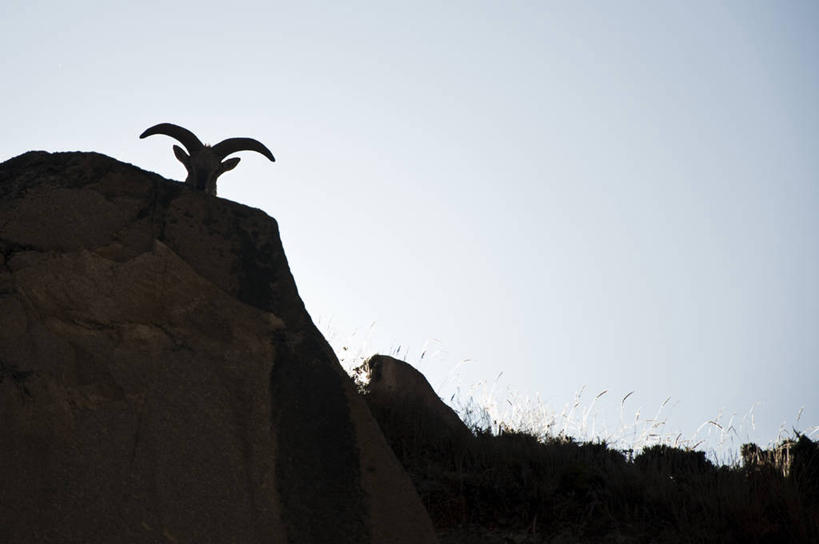 无人,横图,室外,野生动物,印度,亚洲,羚羊,天空,动物,摄影,部分,早晨,南亚,印度共和国,岩石,彩图,乌塔兰契尔邦