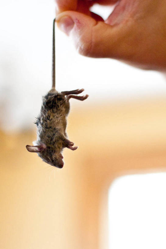 成年人,手,一个人,竖图,室内,特写,美国,仅一个男性,吊挂,悬挂,挂,拿着,摄影,部分,鼠,死亡,彩图