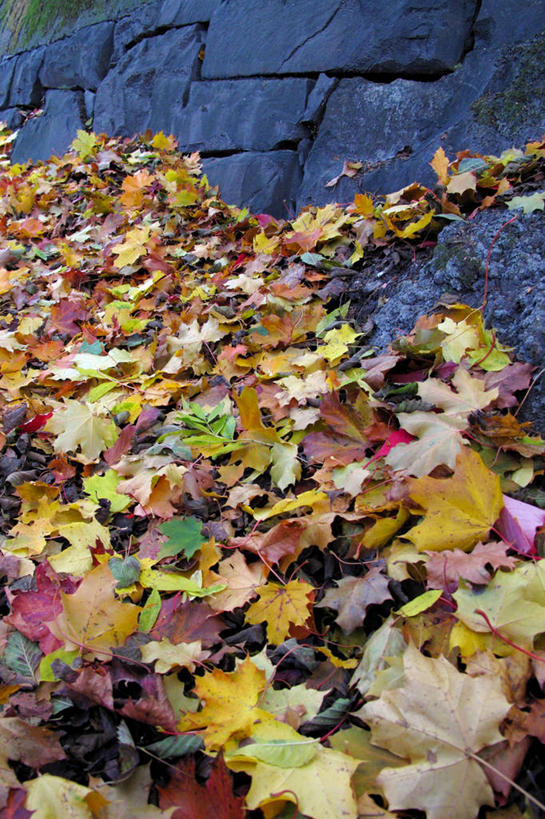 无人,竖图,室外,白天,叶子,挪威,枫叶,自然,摄影,脆弱,改变,利勒哈默尔,岩石,秋天,彩图