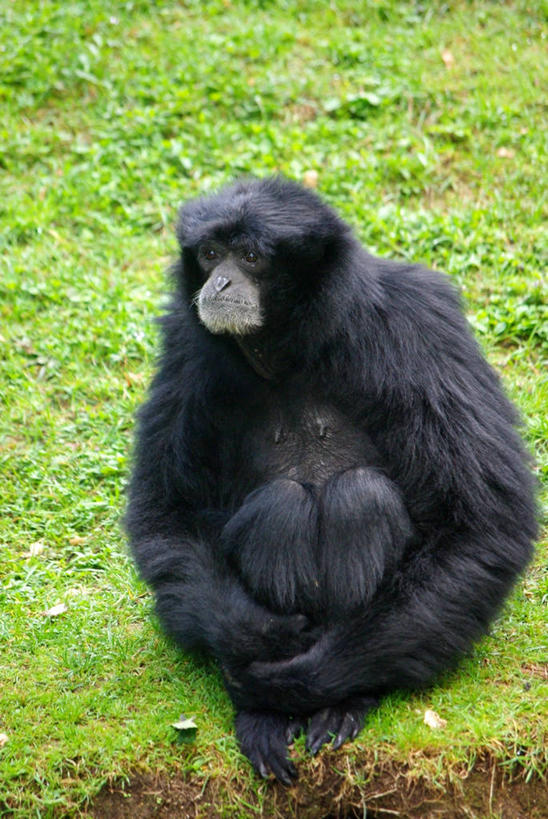 无人,坐,竖图,室外,白天,野生动物,猴子,法国,草,黑色,摄影,彩图