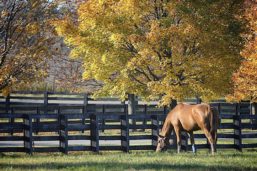 无人,横图,室外,白天,牧场,宠物,马,加拿大,篱笆,栗子,树,家畜,摄影,秋天,彩图