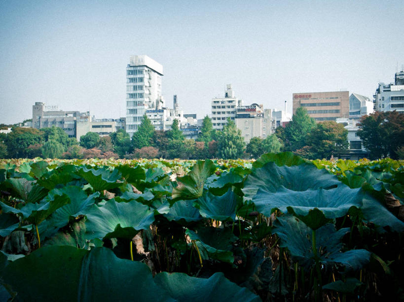 无人,横图,室外,白天,湖,莲花,叶子,东京,日本,首都,树,天空,自然,摄影,生长,清新,彩图