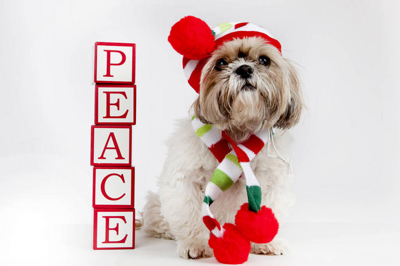 无人,坐,横图,白色背景,通讯,宠物,狗,帽子,美国,文字,围巾,家畜,摄影,块状,英文字母,加利福尼亚,旧金山,编织帽,想法,大写字母,彩图,影棚拍摄