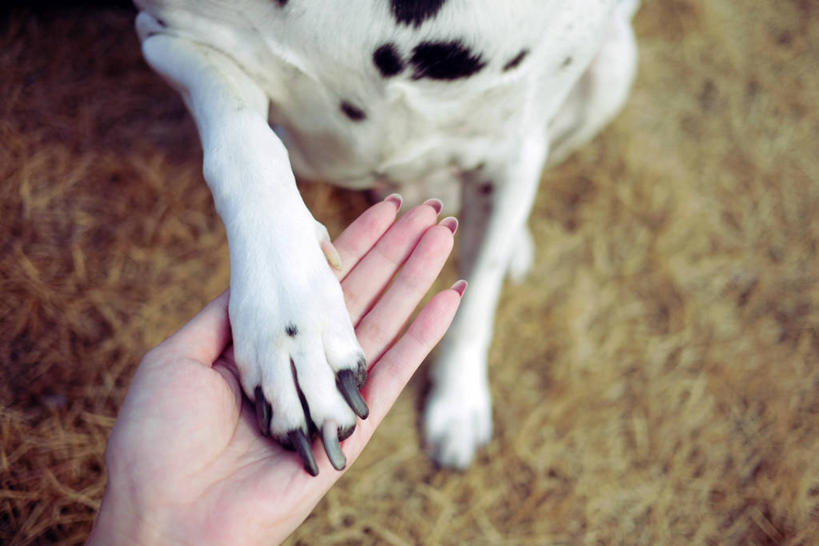 成年人,手,手掌,一个人,握手,横图,室外,特写,白天,宠物,狗,北京,仅一个女性,爪子,首都,拿着,家畜,摄影,部分,彩图,服从