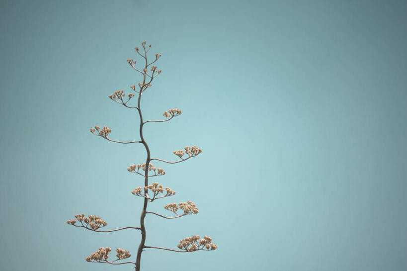 无人,横图,室外,白天,美国,枝,树,摄影,脆弱,清新,内华达州,拉斯维加斯,万里无云,彩图